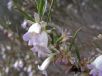 Eremophila psilocalyx