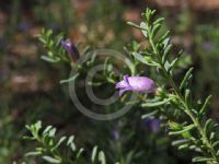 Eremophila weldii