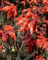 Erica cerinthoides