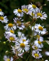 Erigeron annuus