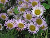 Erigeron glaucus