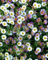 Erigeron karvinskianus