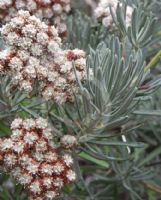 Eriogonum arborescens