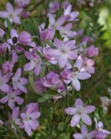 Eriostemon australasius