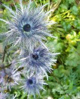 Eryngium alpinum