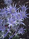 Eryngium bourgatii