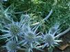 Eryngium bourgatii