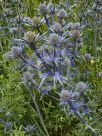 Eryngium bourgatii