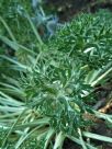 Eryngium bourgatii