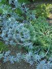 Eryngium bourgatii