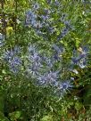 Eryngium bourgatii