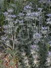 Eryngium bourgatii