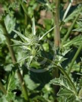 Eryngium planum