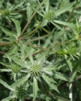 Eryngium tripartitum