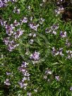 Erysimum linifolium