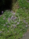 Erysimum linifolium