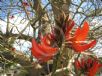 Erythrina sykesii