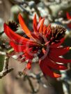 Erythrina sykesii