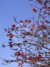 Erythrina sykesii