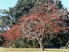 Erythrina sykesii