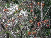 Erythrina vespertilio