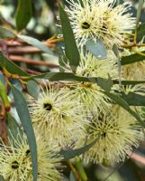 Eucalyptus astringens