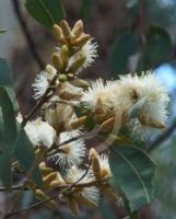 Eucalyptus bancroftii