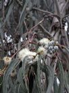 Eucalyptus bicostata