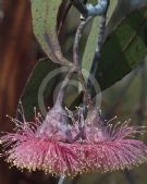 Eucalyptus caesia magna