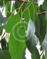 Eucalyptus camphora