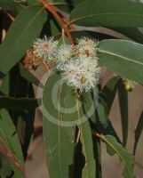 Eucalyptus cephalocarpa