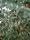 Eucalyptus cinerea cinerea