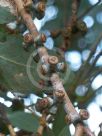 Eucalyptus cinerea cinerea