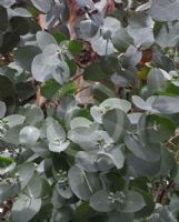 Eucalyptus cordata