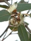 Eucalyptus cosmophylla