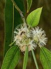 Eucalyptus cosmophylla