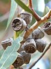 Eucalyptus cosmophylla