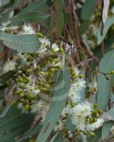 Eucalyptus crebra