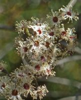 Eucalyptus cunninghamii