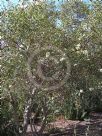 Eucalyptus curtisii