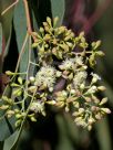 Eucalyptus dawsonii