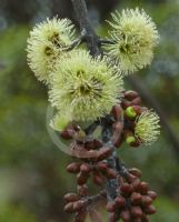 Eucalyptus desmondensis