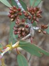Eucalyptus desmondensis