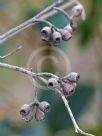 Eucalyptus diversicolor