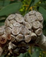 Eucalyptus diversifolia