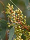 Eucalyptus fasciculosa