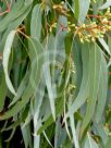 Eucalyptus fasciculosa