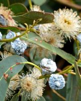 Eucalyptus globulus