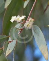 Eucalyptus gongylocarpa