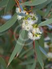 Eucalyptus gregsoniana